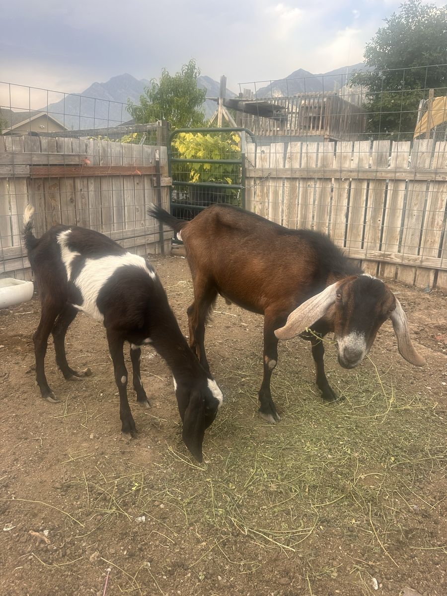 Nubian Goat Pair - 2 Year Old Female & 3 Year Old Male