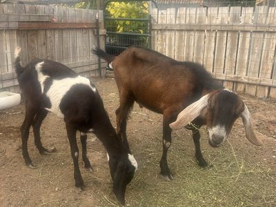 Nubian Goat Pair - 2 Year Old Female & 3 Year Old Male