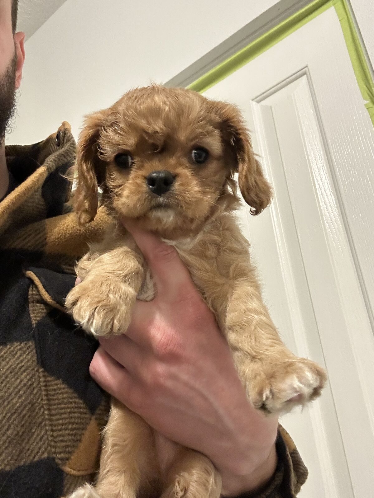 Cavalier King Charles Spaniel- Litter of eight !!