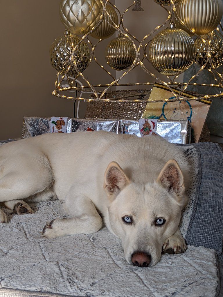 Rehoming Alaskan Klee Kai