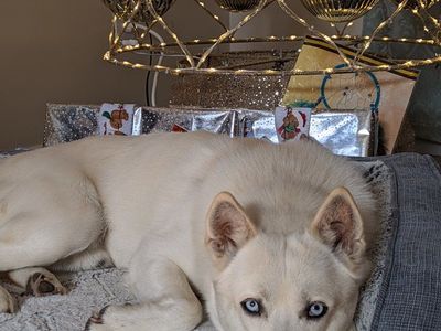Rehoming Alaskan Klee Kai