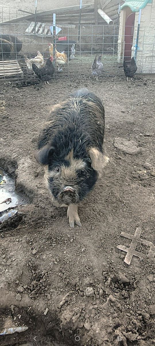 Kunekune Boar -