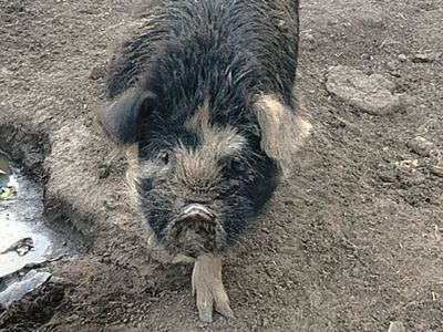 Kunekune Boar -