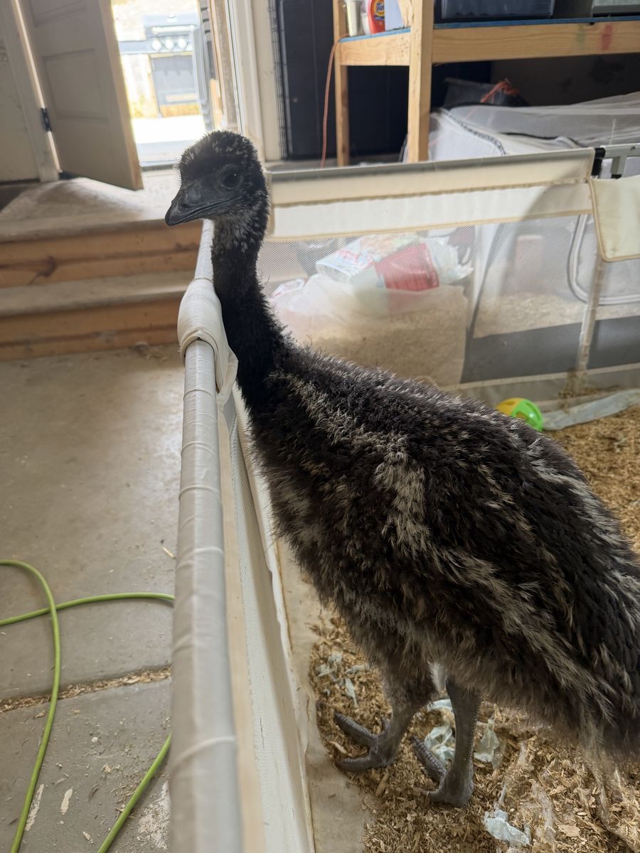 Emu baby -9 week old