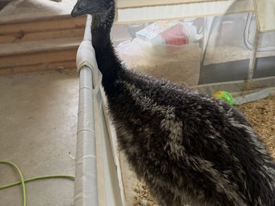 Emu baby -9 week old