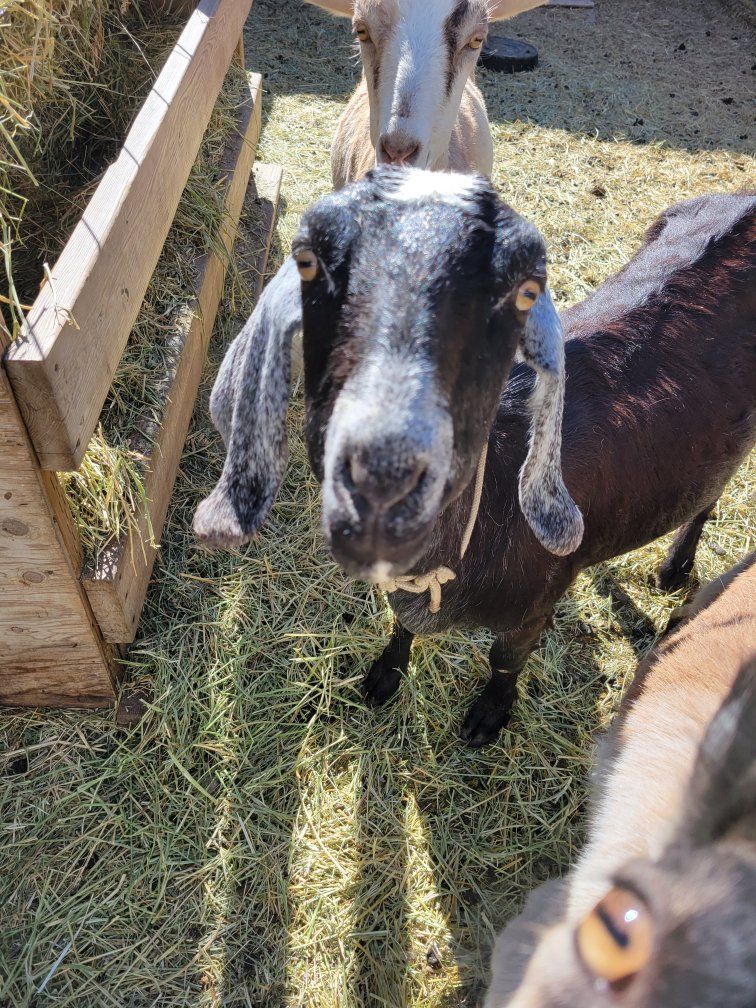 beautiful Nubian milk goat