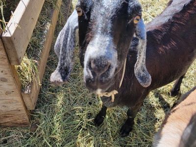 beautiful Nubian milk goat