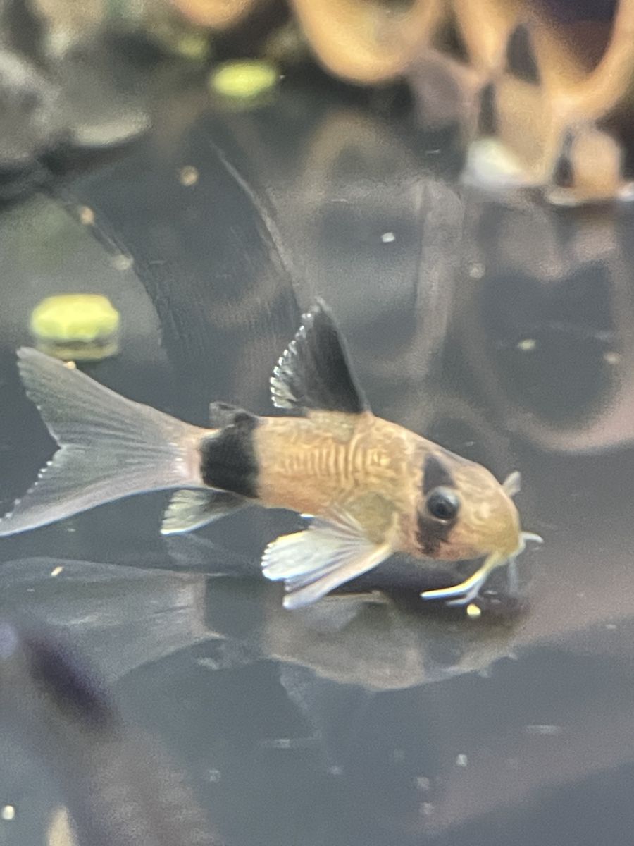 Long-Fin Panda Corydora Catfish