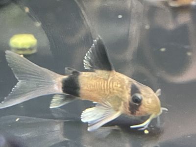 Long-Fin Panda Corydora Catfish