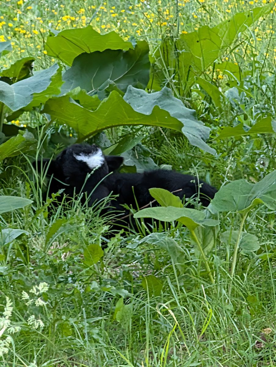 Baby Yak Heifer