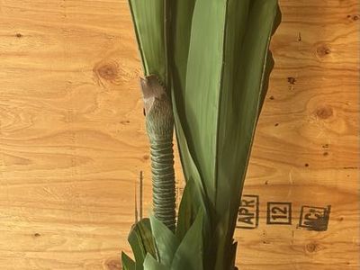 Artificial Dracaena tree - Lifelike Green Foliage, Potted