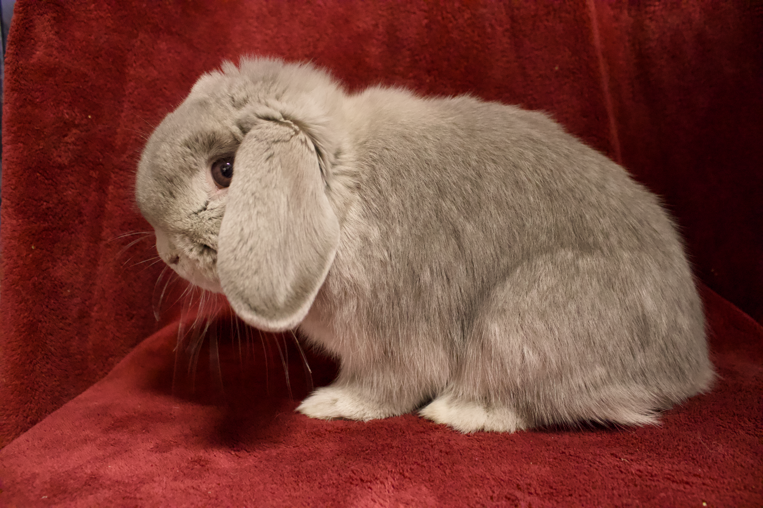 Holland Lops Dilute Colors Waiting List Open