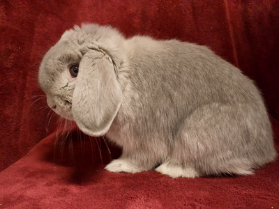 Holland Lops Dilute Colors Waiting List Open
