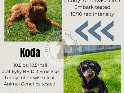 AKC Mini Poodle Studs