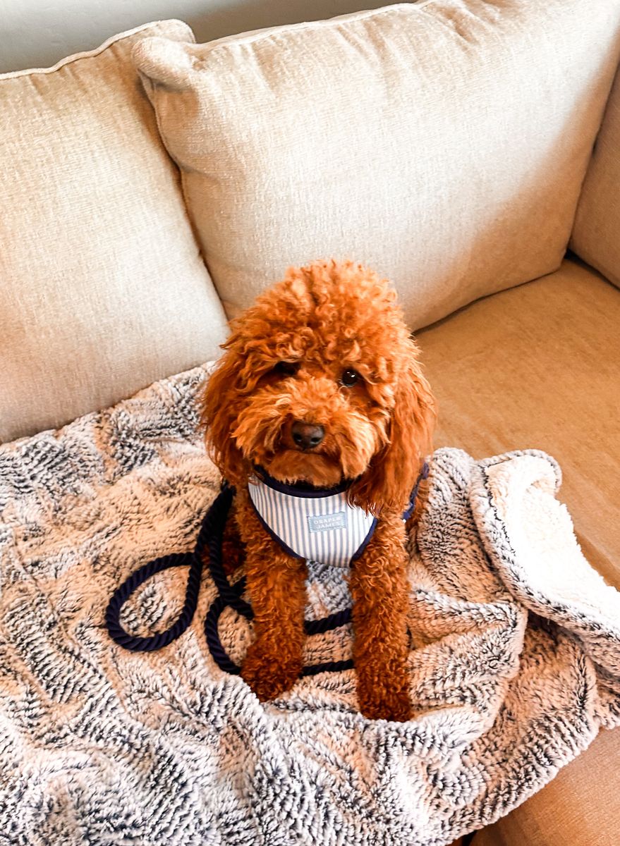 AKC Toy Poodle— Embark Tested