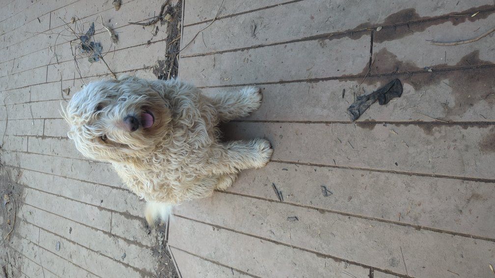 Goldendoodle - 3 Yr Old Male