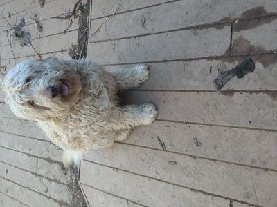 Goldendoodle - 3 Yr Old Male
