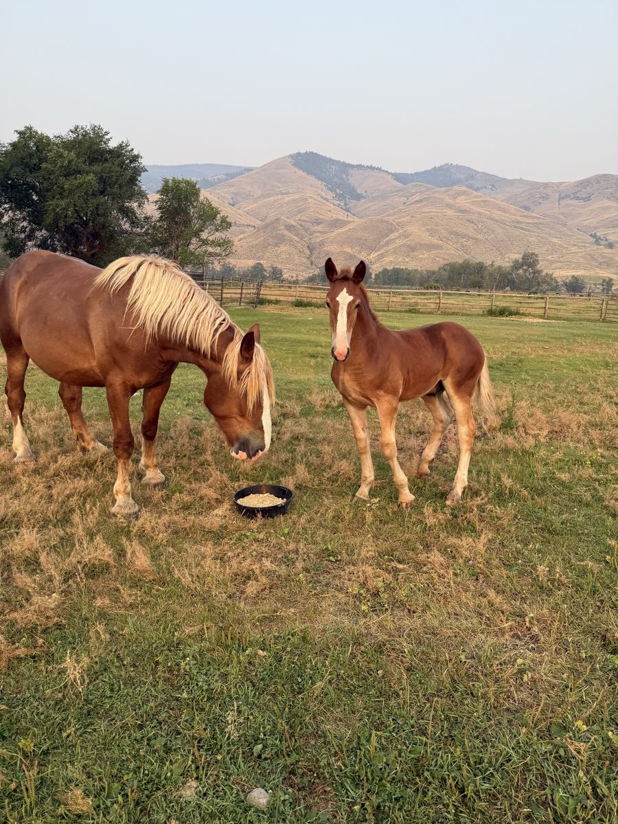 Registered Purebred Belgian Mare (6 Yrs) with 5-Month Colt Pair