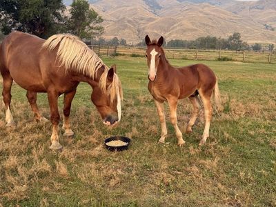 Registered Purebred Belgian Mare (6 Yrs) with 5-Month Colt Pair
