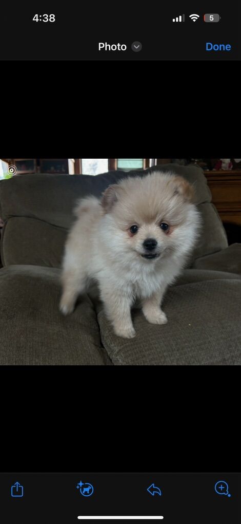 Pomeranian Puppy