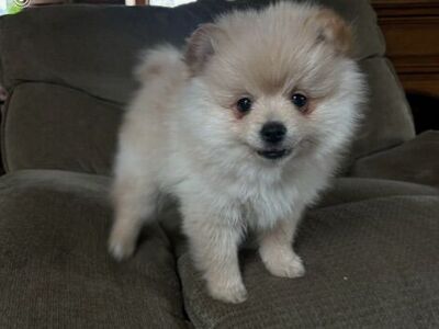 Pomeranian Puppy