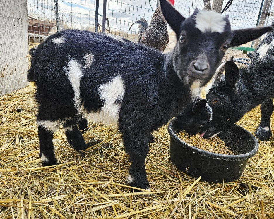 MoonSpot Nigerian Dwarf Buck