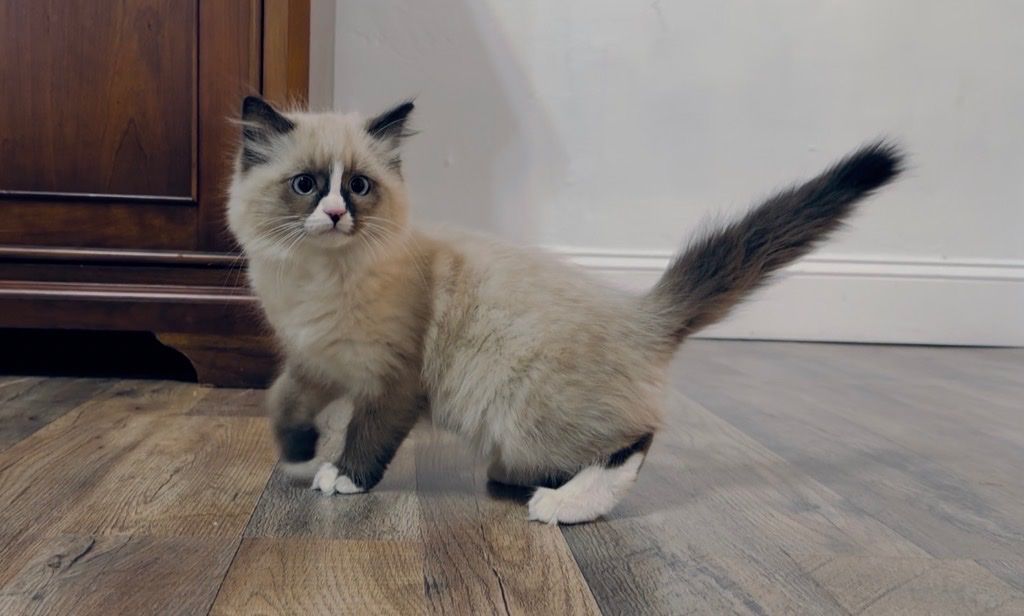 Siberian Forest Kittens