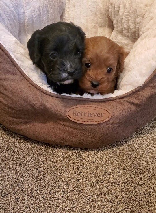 cavapoo king Charles cavalier toy poodle