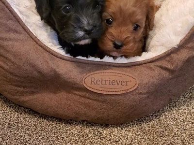 cavapoo king Charles cavalier toy poodle
