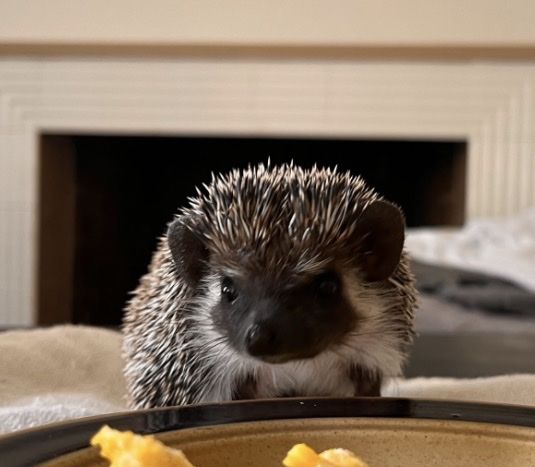 Cute Pet Hedgehog