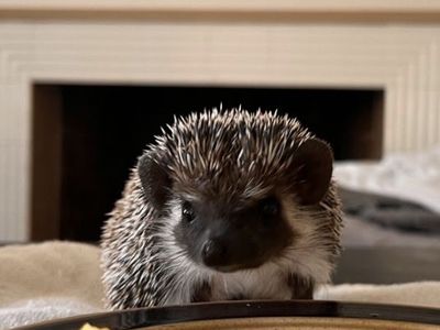 Cute Pet Hedgehog