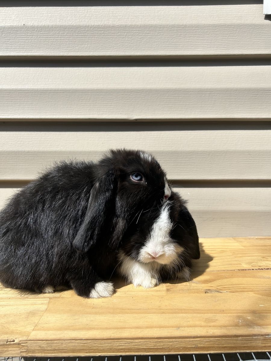 Holland lop bucks purebred & pedigree 