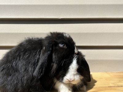 Holland lop bucks purebred & pedigree