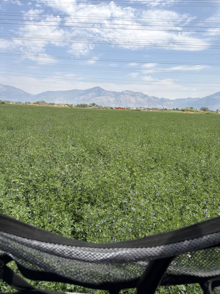 Alfalfa hay 3rd cut