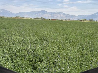 Alfalfa hay 3rd cut