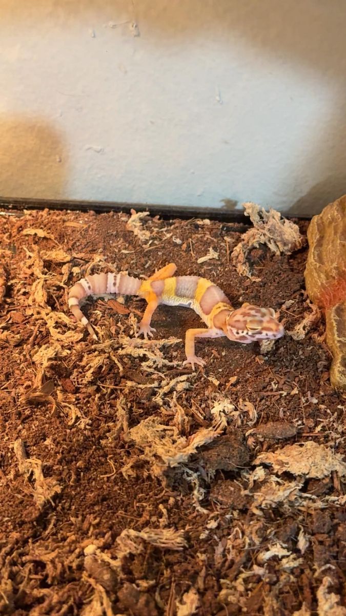 Leopard gecko baby