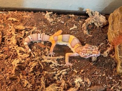 Leopard gecko baby