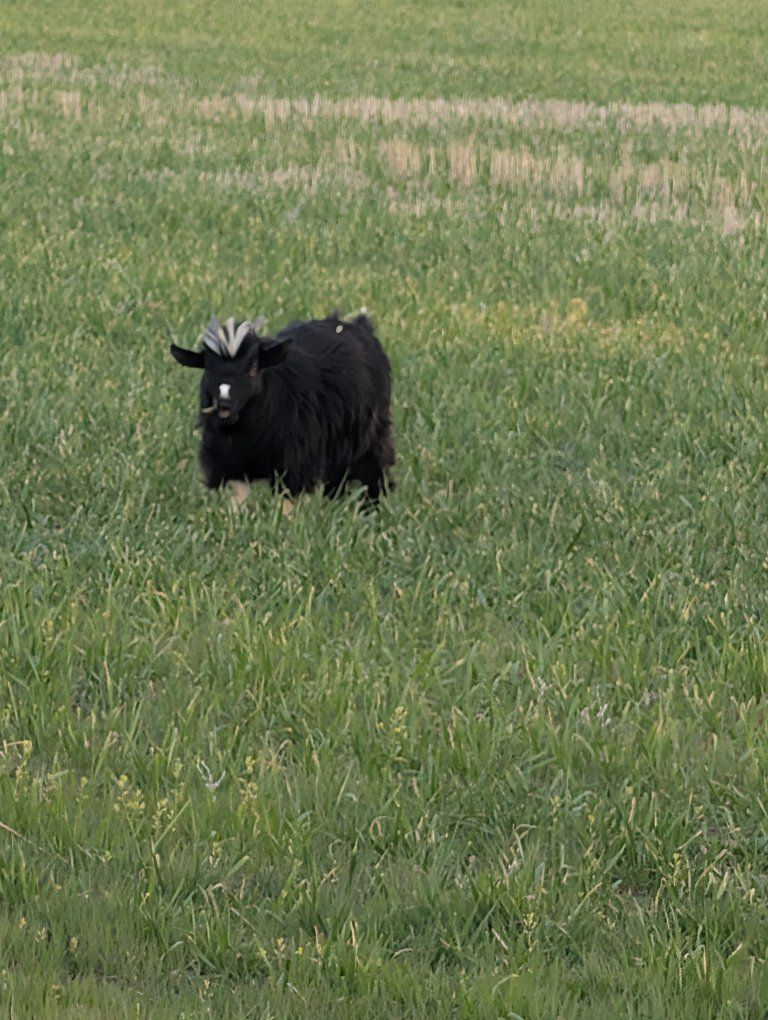 'Super Man' mini silkie fainting goat buckling