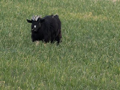 'Super Man' mini silkie fainting goat buckling