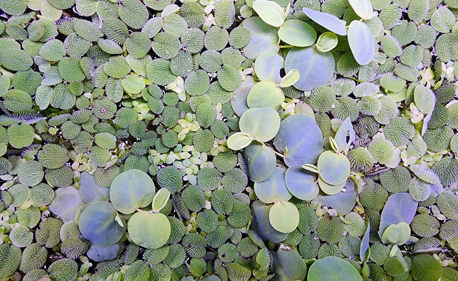 Floater aquarium plants