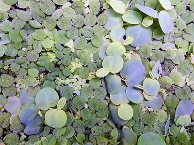 Floater aquarium plants