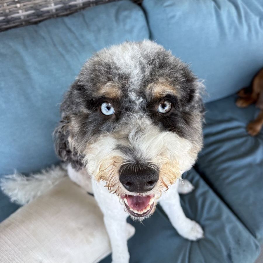 Bernedoodle- Emmie, 35 lbs, blue eyes