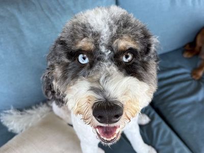 Bernedoodle- Emmie, 35 lbs, blue eyes