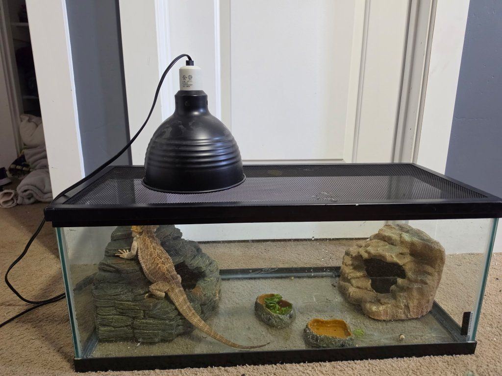 Bearded Dragon with Glass Terrarium Tank Setup and Accessories