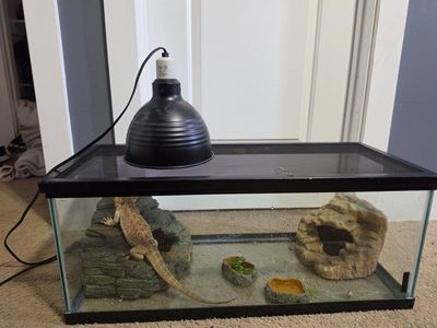 Bearded Dragon with Glass Terrarium Tank Setup and Accessories