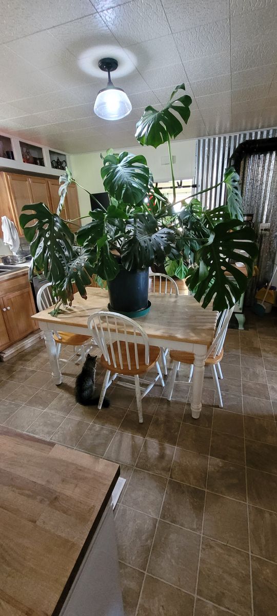 Giant plant