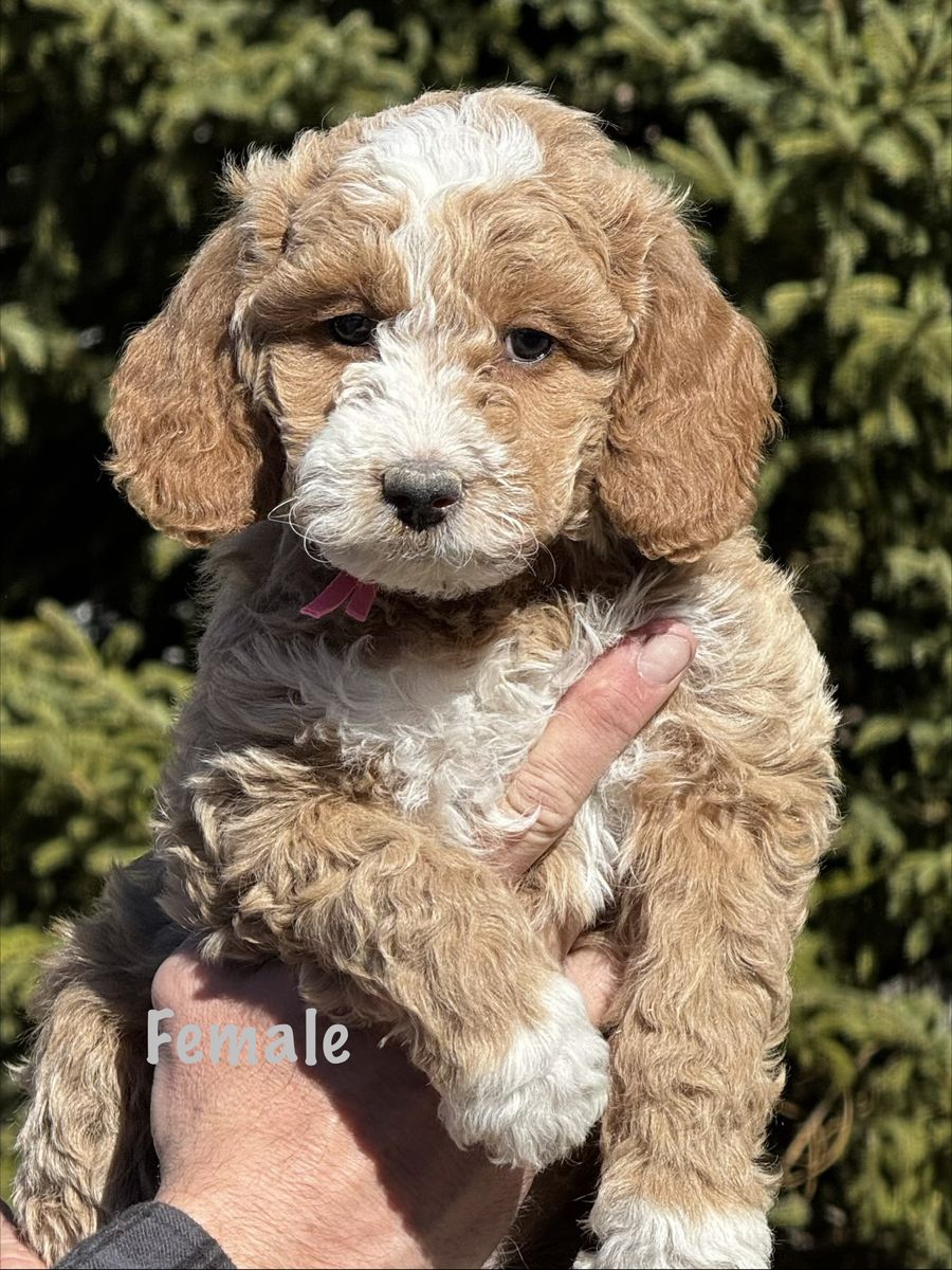 8 wks old - Multigen Mini Goldendoodles