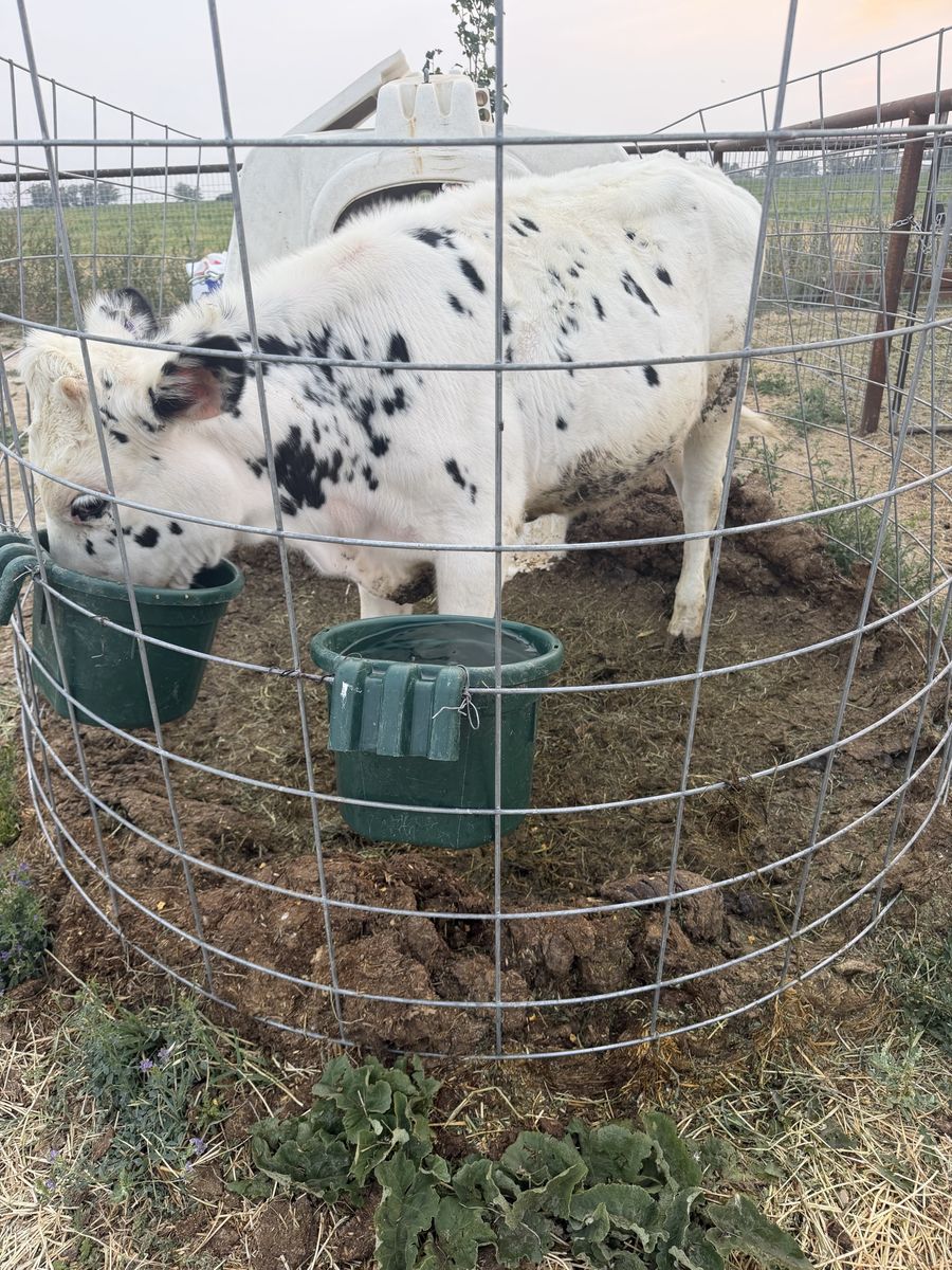 Holstein Heifer