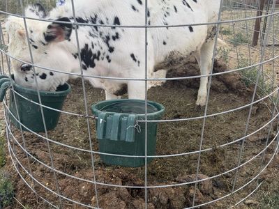 Holstein Heifer