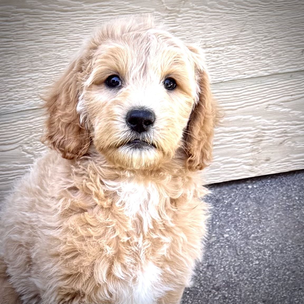 Premium Goldendoodle